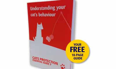 Free Cat Protection Guide