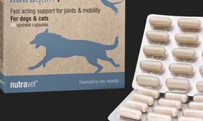 Win nutraquin+ for dogs