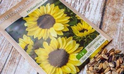 Free sunflower seed packs
