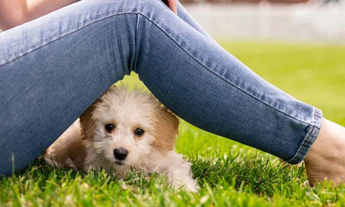 5 Puppy Training Tips
