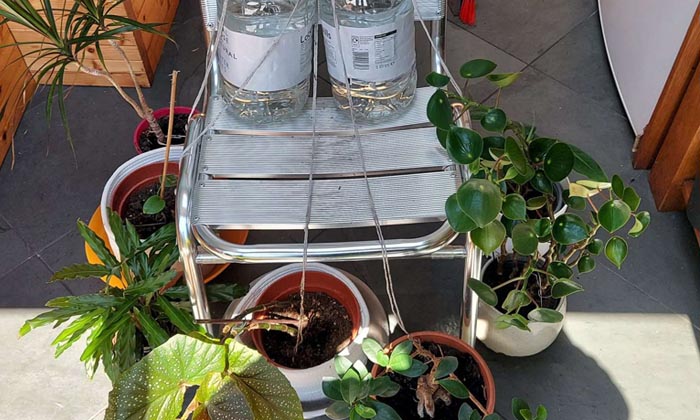 How to Make a Self Watering System for Houseplants