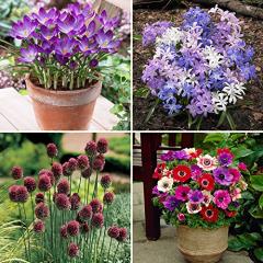 10 for 200 Spring Flowered Bulbs - 50 each of 4 varieites