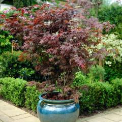 16 for 3 Plant Acer Japanese Maple Collection