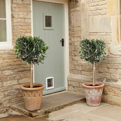 33% off Pair of Hardy Standard Olive Tree (Set of 2) 1 tall