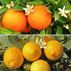 £8 off Pair of Large Citrus Trees