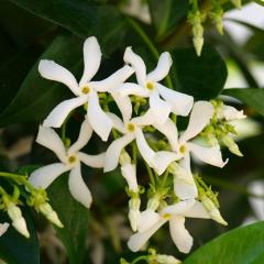 £5 off Trachelospermum Hardy Jasmine Climber plant 1.4M tall