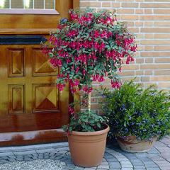 50% off Flowering Standard Fuchsia Trees (Pair)