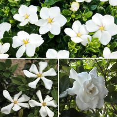 44% off Shrub Collection Plant, Multi-Colour