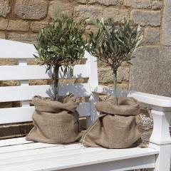 43% off YouGarden Mini Standard Olive Trees