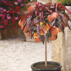 Â£2 off YouGarden Peach Crimson Bonfire Patio Fruit Tree