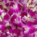 £5.99 Off Beautiful Orchid Special