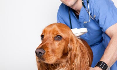 Free Dog microchipping Across the Country