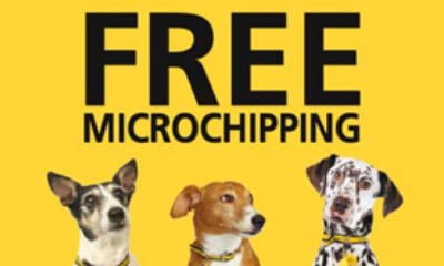 Free Microchipping for Dogs