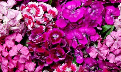 Free Bouquet of Sweet Williams Flowers