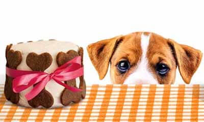 Free Bake Kits from World Animal Protection