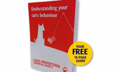 Cats Protection