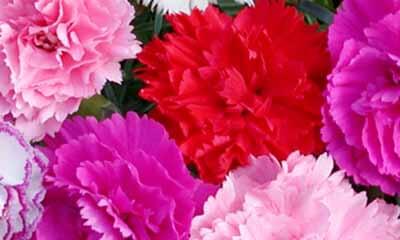 Free Cottage Garden Pinks