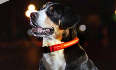 Free LED Dog Collar