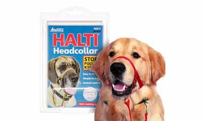 Free Halti Dog Collar