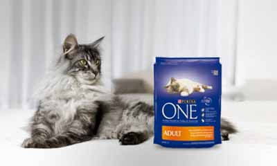 Free Purina One Cat Food Bundle
