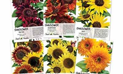 Free Sunflower Seed Packs