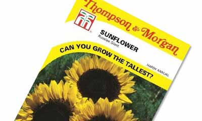 Free Thomson & Morgan Sunflower Seeds