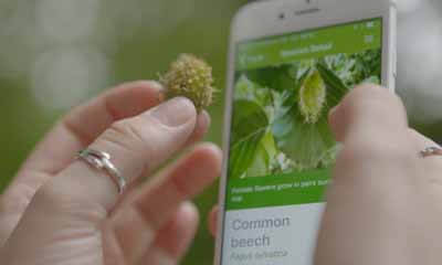 Free Tree I.D App from Woodland Trust
