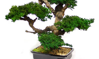 Yugenbonsai