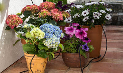 Free Plant Pot Watering Kits