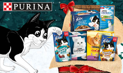 Win a Cat Christmas Hamper