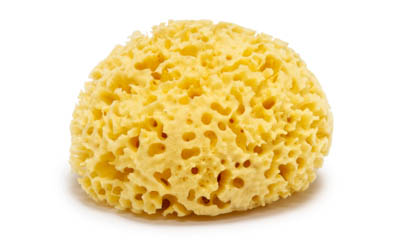 Free Honeycomb Natural Sea Sponge