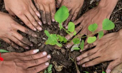 Free Trees for Schools & Communities