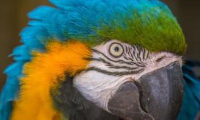 Win family passes to Amazona zoo!