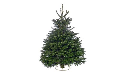 £65.98 for a Real Christmas Tree