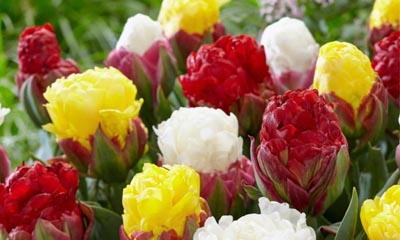 Win 60 tulip bulbs