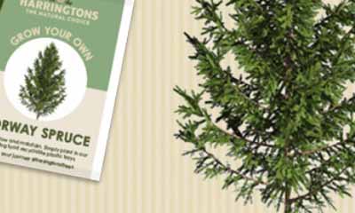 Free Norway Spruce Tree Seed Packs