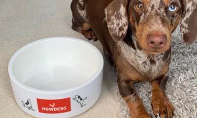 Free Howdens Dog Bowl