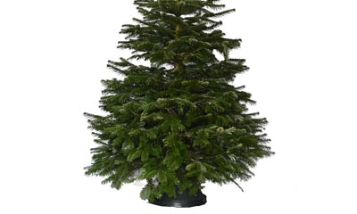 Free Nordman Christmas Tree