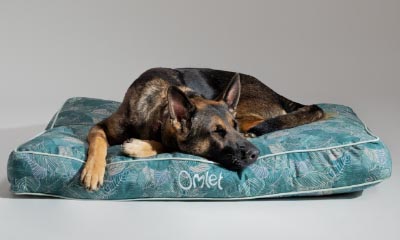 Free limited edition Omlet dog bed