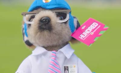 Free Compare The Market Sergei Cricket Toy