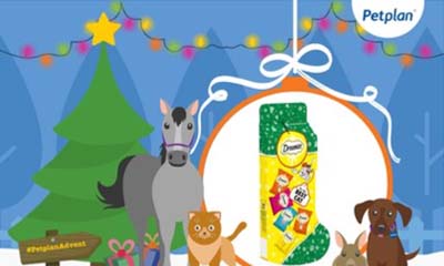 Free Dreamies Cat Food Christmas Stocking