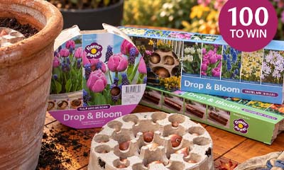 Free Drop & Bloom Spring Bulb Tray