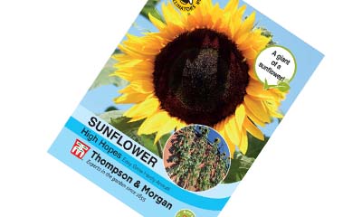 Free High Hopes Sunflower Seed Pack
