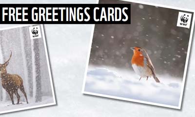 Free Animal Christmas Cards